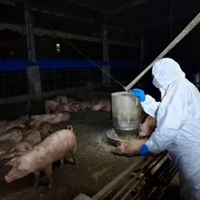 非洲豬瘟基因定序 與大陸、越南相似逾99%難確認來源