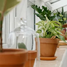 陽台擺對「3植物」秒開財庫! 全家財運、貴人運一路暴衝