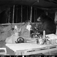 影/阿里山首次紀錄!台灣黑熊連4日闖工寮 下秒站立翻找食物