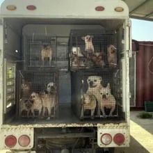 嘉義縣黑心狗場10犬遭割聲帶　場主遭送辦裁罰