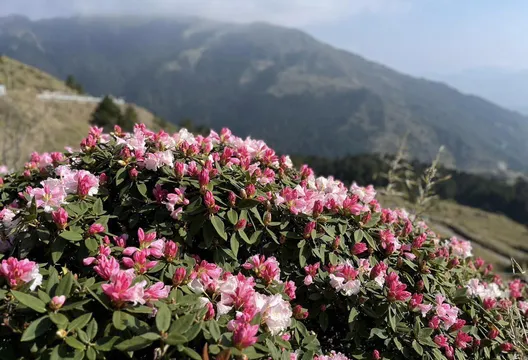 合歡山杜鵑花季登場！台14甲線4/11起「假日」高乘載管制