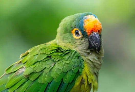 美男過海關「鼠蹊部腫起」辯稱是GG　檢查竟藏2隻瀕危鸚鵡