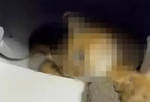 貓咪遭自動貓砂盆夾死？陸飼主控「困逾12小時」業者售後不理