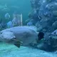 澎湖水族館鎮館石斑「疤哥」辭世 33年生命旅程落幕