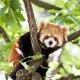 農業部預告禁養641種動物！浣熊、河口鱷等需植入晶片