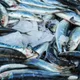 怕洗腎「少吃蛋白質」害暴瘦、走不穩！嬤吃秋刀魚逆轉