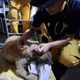 高市救援隊花蓮出任務聽「悲鳴」！成功救出身陷泥濘犬隻