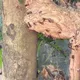 登革熱噴藥出事　台中6人遭虎頭蜂攻擊緊急送醫