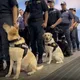 新北警掃蕩毒品查扣190萬大麻　警犬隊助攻逮70人