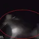 影/「走鹿」要看路！男騎車走台18線忽撞1米巨物　當事者竟不到案