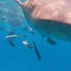 影/鯊魚胃長這樣？陸男潛水相機被吞後吐出　意外拍下「胃鏡片」