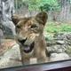 不捨！壽山動物園非洲獅「大姊」癌逝　享年20多歲