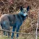 影/突變？烏克蘭車諾比核災禁區出現藍色流浪狗　目前未能抓獲