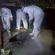 非洲豬瘟案場又驗出病毒陽性　緊急清消畫面曝光！