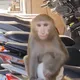 影/新北三重驚現「尿布猴」!動保處介入處理 飼主恐挨罰
