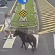 影/北投路邊驚見黑馬逛大街　警急尋飼主開單告發