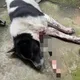 影/苗栗三義校園旁驚見「暗箭殺手」！浪犬遭「穿胸獵殺」　1死1重傷