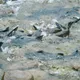 洄游季降臨！直擊大頭鰱「溯游碧潭堰魚道」　斷46年廊道打通