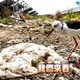 影/七股光電生態浩劫!直擊 高蹺鴴求救主播護幼鳥
