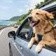 獨/新北寵物友善旅館罵愛犬是豬!他氣憤PO網 業者辯「語氣激烈」