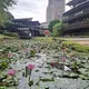 北市初夏秘境探幽!北投公園蓮荷相映 走進「莫內的畫」