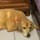 「陳美琪」後又有新懸賞! 台南飼主20萬找愛犬「阿妹」
