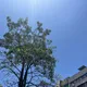浩劫恐重演!今年迎「最強聖嬰」?150年前奪5千萬人命