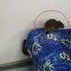 夜晚區間車驚現肥老鼠搭便車 台鐵:全面消毒!