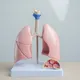 不菸不煮飯也罹肺腺癌!婦健檢揪出「1.7公分毛玻璃」