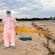 金門慈堤驚見海漂豬屍!確診非洲豬瘟 豬肉、加工品禁輸台1週