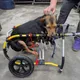 新北市中高齡犬貓占總數4成 推長照教育訓練培育人才