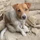 花蓮搜救犬Wilson死因存疑 檢方:已收到告發將啟動偵辦