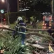 北市大安區1米路樹突倒塌 橫跨2車道幸無人傷
