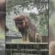 影/壽山動物園「濕獅」雨中演MV?「小辛」淋雨落寞爆紅