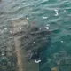和平島驚見150公分綠蠵龜!疑隨漲潮誤闖 珊瑚花園水池急關閉