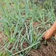 颱風薔琵致農損逾1.5億元 宜蘭達全品項救助標準