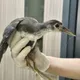 釣魚完亂丟釣線害慘牠!「苦雞仔」險截肢喪命 動保處急救援