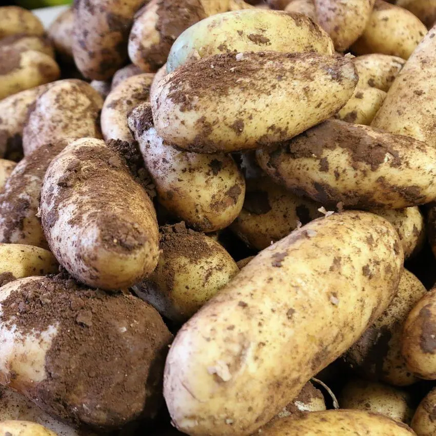 進口馬鈴薯怎麼把關？食藥署：發芽、腐敗整顆丟棄