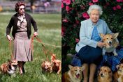 英國女王辭世／柯基竟能感應憾事「蜷縮成球」哀悼　網感慨：愛犬不笑了