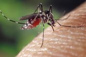 要全面消滅蚊子？ 蚊子是人類的敵人，但卻是多種小動物的衣食父母