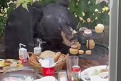 肚子餓了！大黑熊闖入兩歲男童生日會「狂嗑蛋糕甜點」…嚇壞20親友