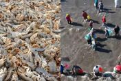 影/地震前兆？山東海灘驚現大量海鮮 民眾狂撿15公斤蝦開三輪車「進貨」
