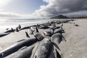 紐西蘭傳出477頭領航鯨擱淺　海灘上成排屍體令人心驚