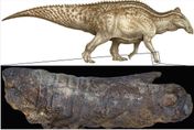 全球不超過20具！罕見「恐龍木乃伊」　皮層留有6700萬年前鱷魚咬痕