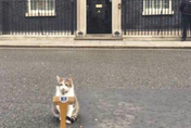 英國首相特拉斯剛辭職　「第一貓賴瑞」發文：國王問我要不要當首相