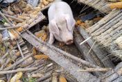 甘肅瀘定「豬堅強」地震被埋45天獲救　主人心疼：瘦了40公斤
