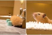 影/倉鼠進澡堂「泡泡浴超享受」巧手把拔：專為牠量身打造！