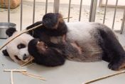 陸專家順利探視團圓一家 台北市立動物園：感謝中央各部會協助