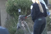 16歲女遭「自家養的6隻大型犬壓身攻擊」！鄰居想救反被追咬