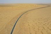 新疆「沙漠人參」豐收　黃沙淘金生態經濟雙贏